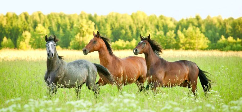 shutterstock_146570255