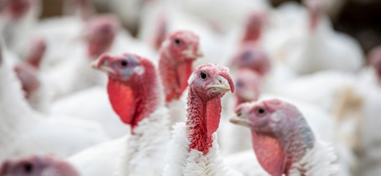 Turkey chickens