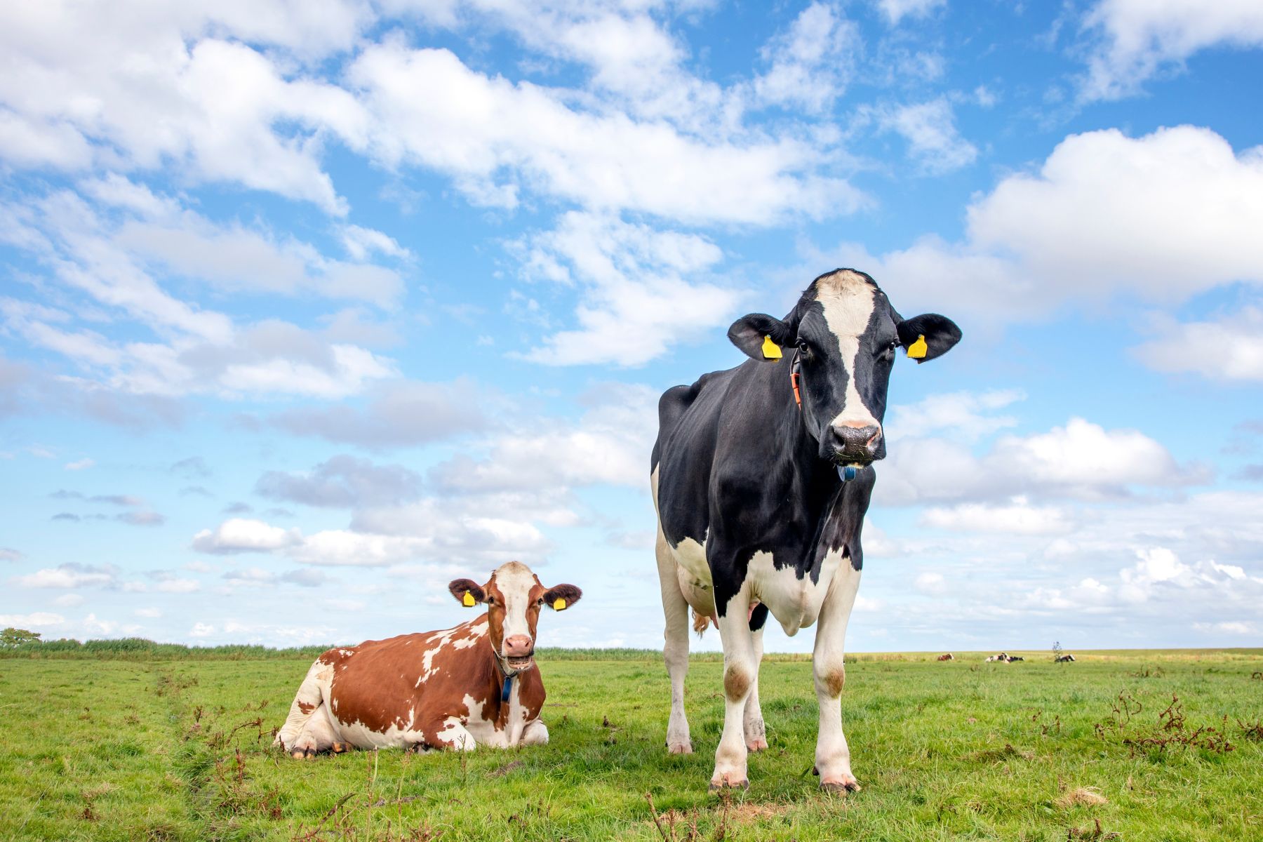 Two cows are together in the field, one standing the other lying next to each other.