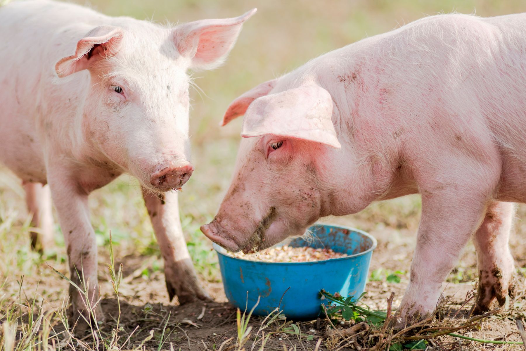 Feeding two pigs, two pigs are eating outdoors, swine breeding and agriculture