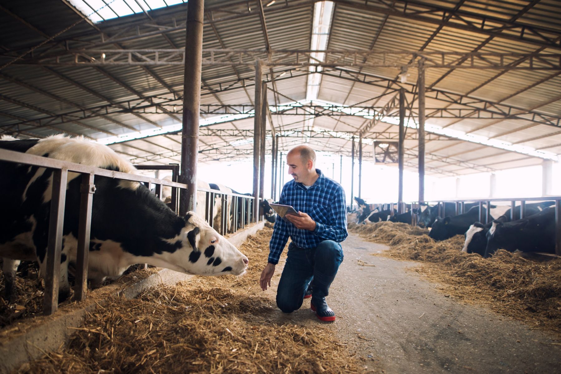 Farmer and cows at dairy farm. Cattleman holding tablet and observing domestic animals for milk production