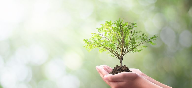 Growing tree in hand