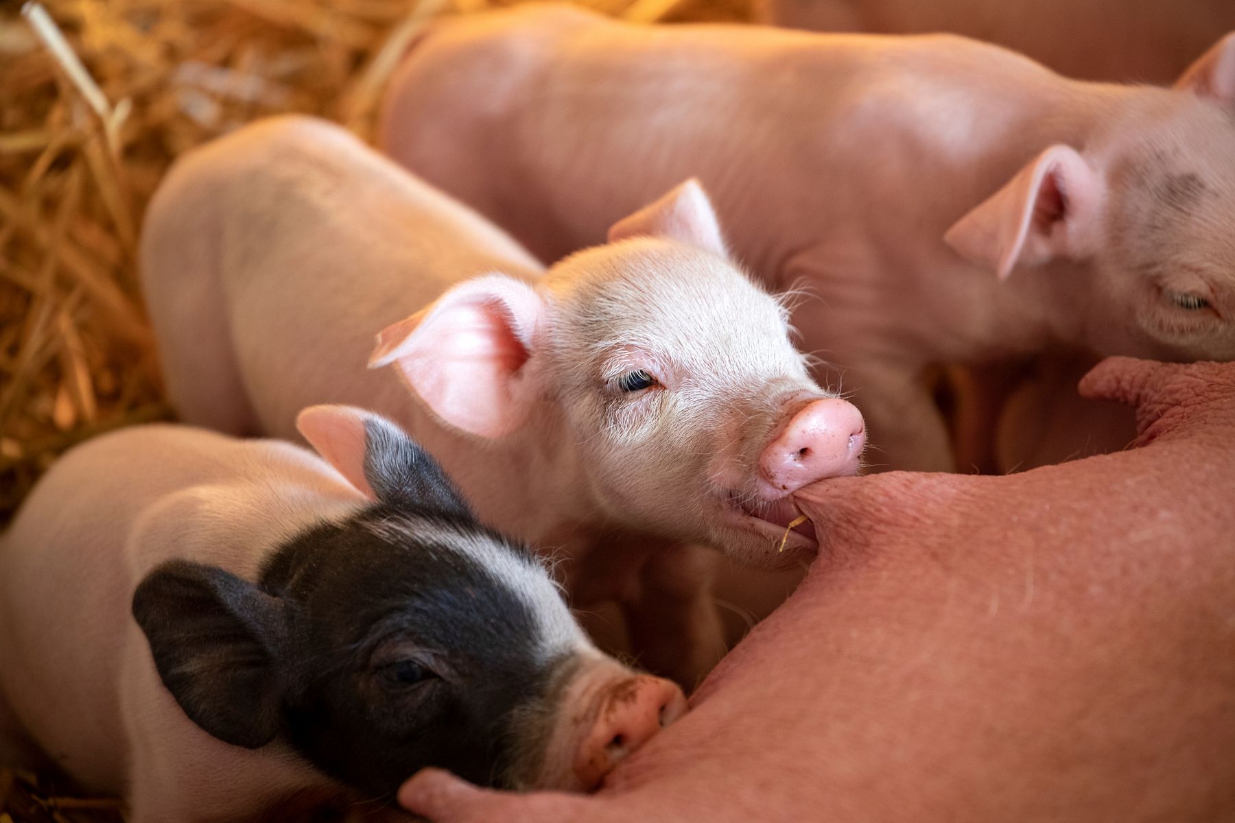 piglets suckling at mother
