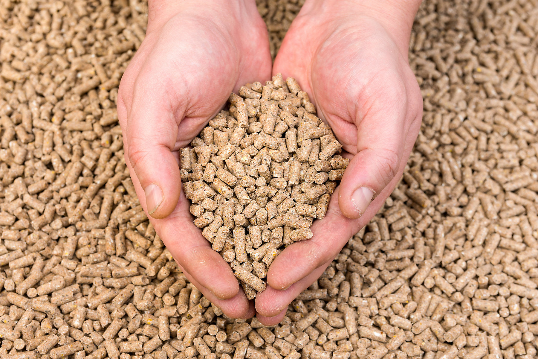 Hands holding granules of animal feed; Shutterstock ID 1668847570