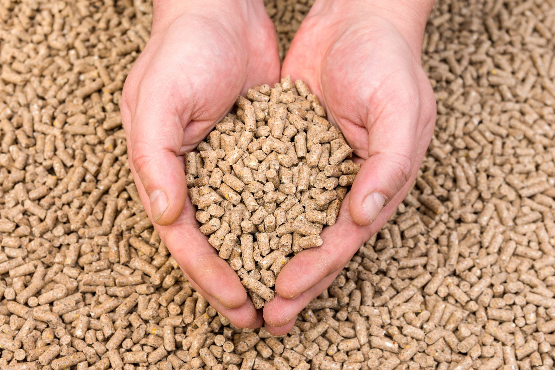 Hands holding granules of animal feed