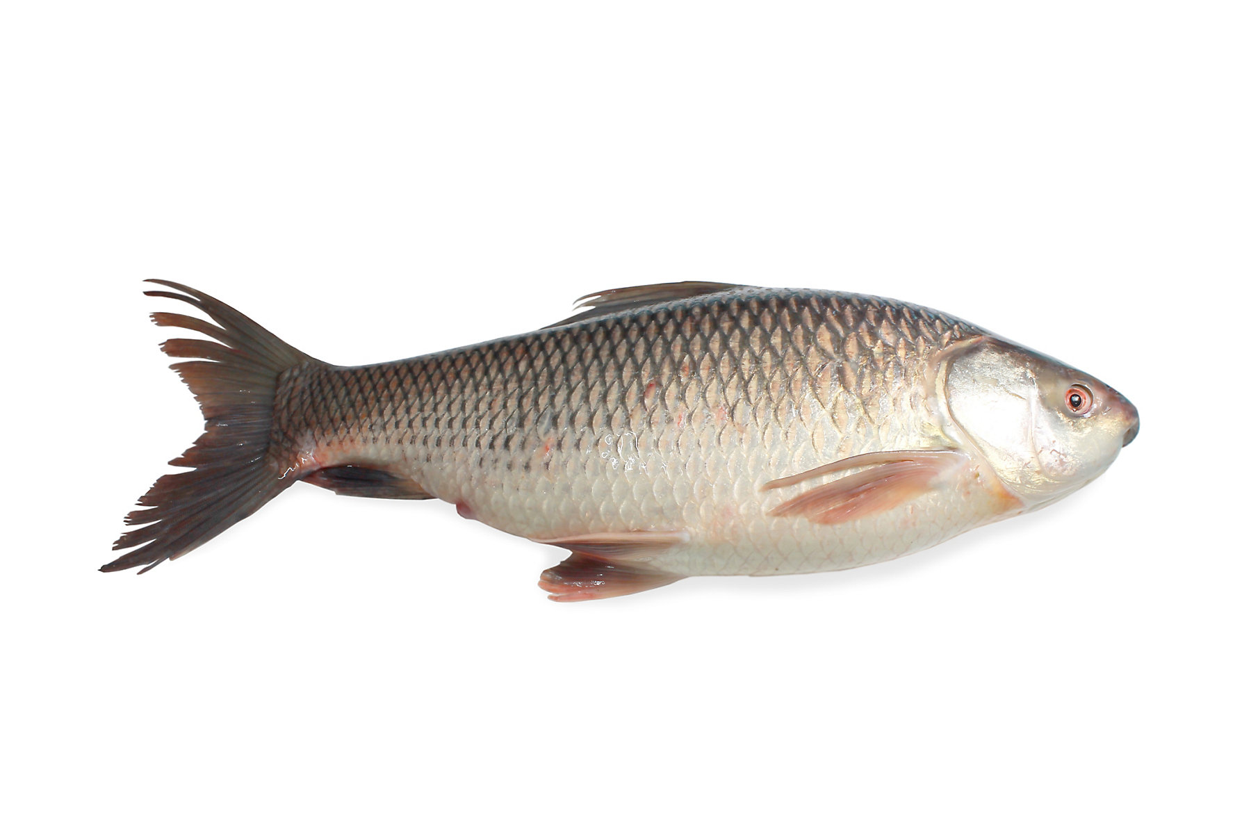 Closeup Rohu or Rohit fish isolated on white background with clipping path; Shutterstock ID 1679144497; BU: KA; Region: India; Purpose: Marketing