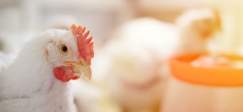 chicken in a village on a mini farm hay white broilers