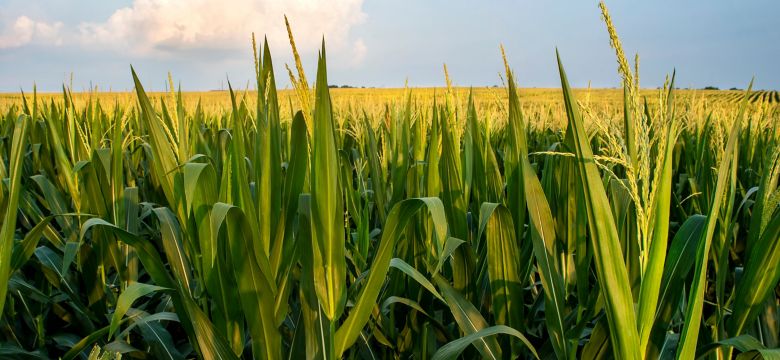 Field of corn from eye level with blue sky, long corn stalk leaves and yellow tassels, sunset, rows of corn, closeup, rural countryside, corn crop, harvest time