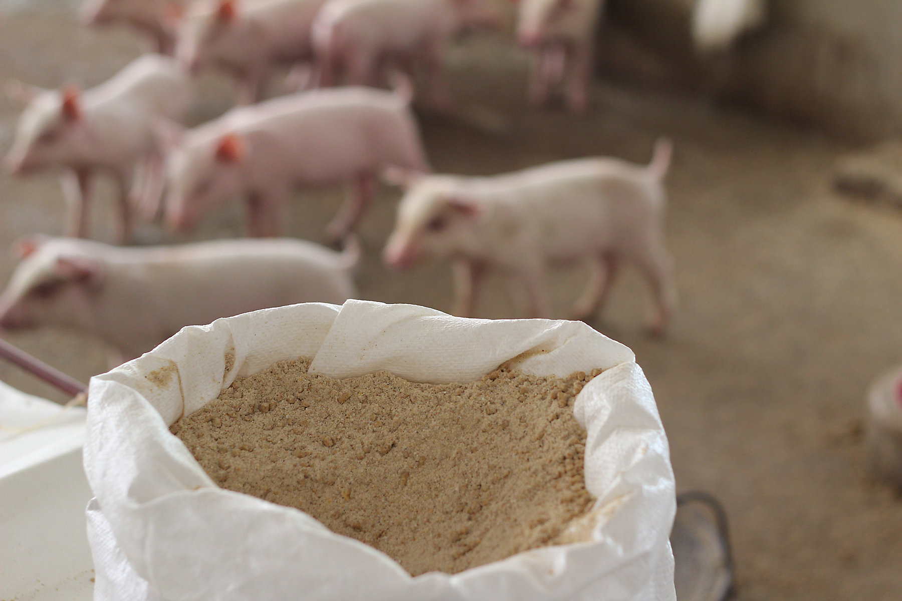 1785234677 Feed pellets for pigs in a white bag, prepared for the next meal