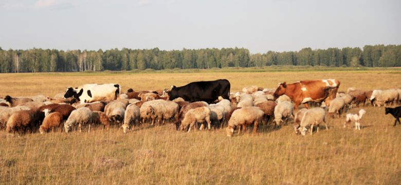 Sheep and cows in field