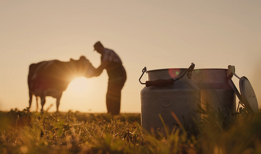 The owner is near his cow at sunset. In the foreground are milk cans; Shutterstock ID 1797600904; purchase_order: -; job: -; client: -