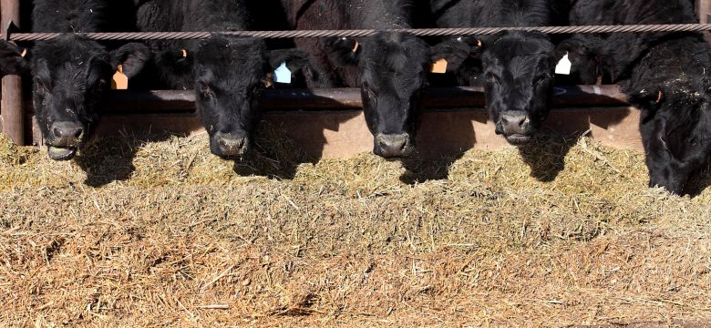 Black angus cows feeding