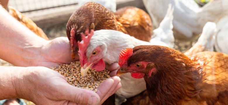 The farmer feeds his chickens with grain. 