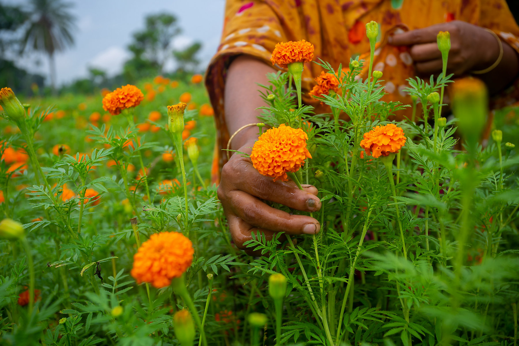 A flower farmer woman picking marigold flowers using by hand. Collecting marigold flowers.