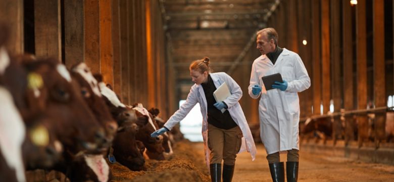 Full length portrait of two veterinarians walking towards camera while inspecting cows at dairy farm, copy space