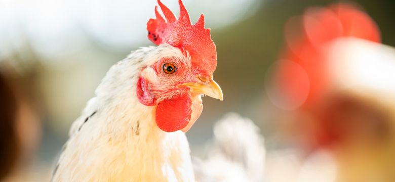 Chicken face close up