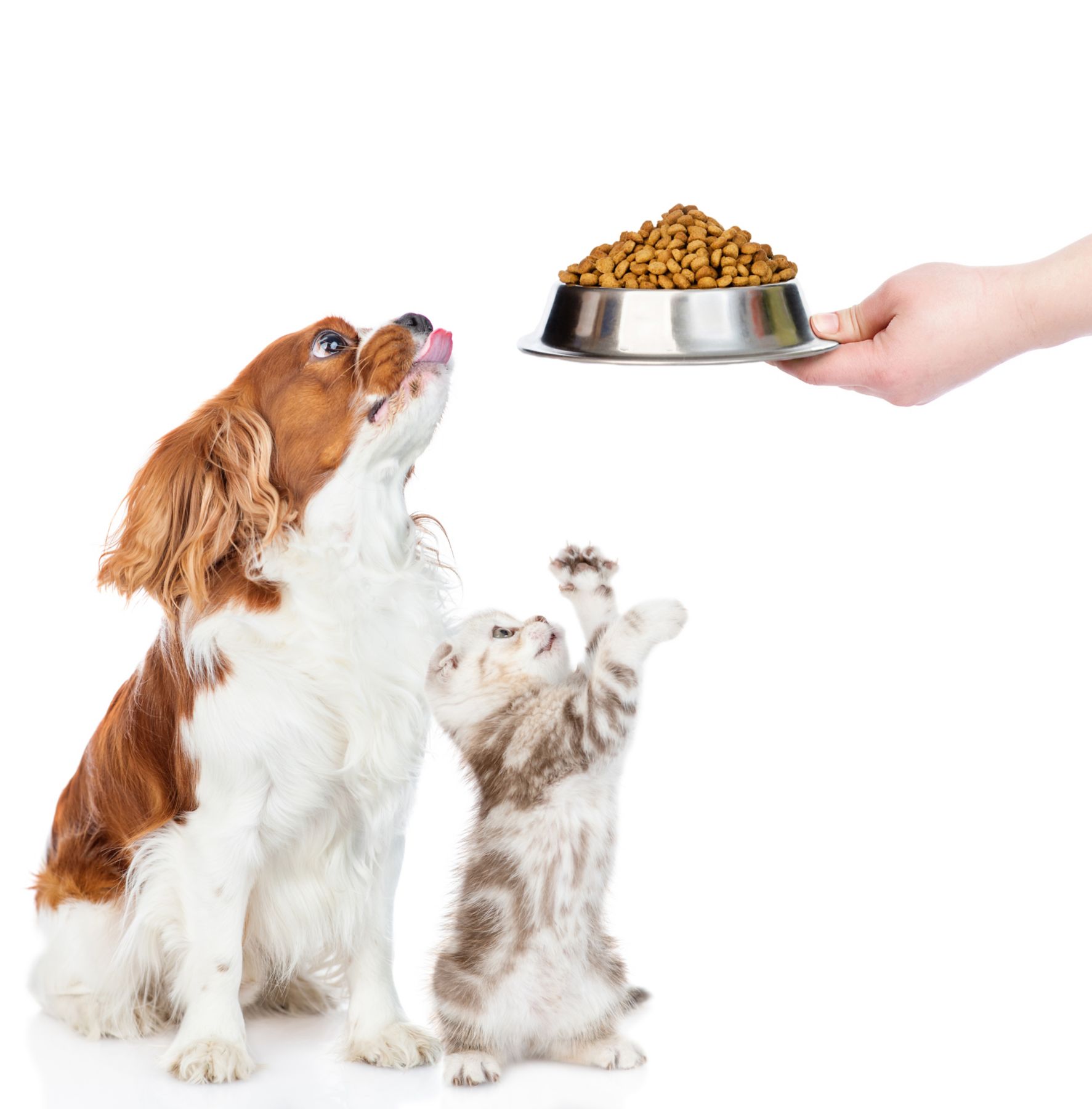 Ð¡avalier King Charles Spaniel puppy and tabby  kitten sit togetherand look away and up on bowl of dry food. isolated on white background