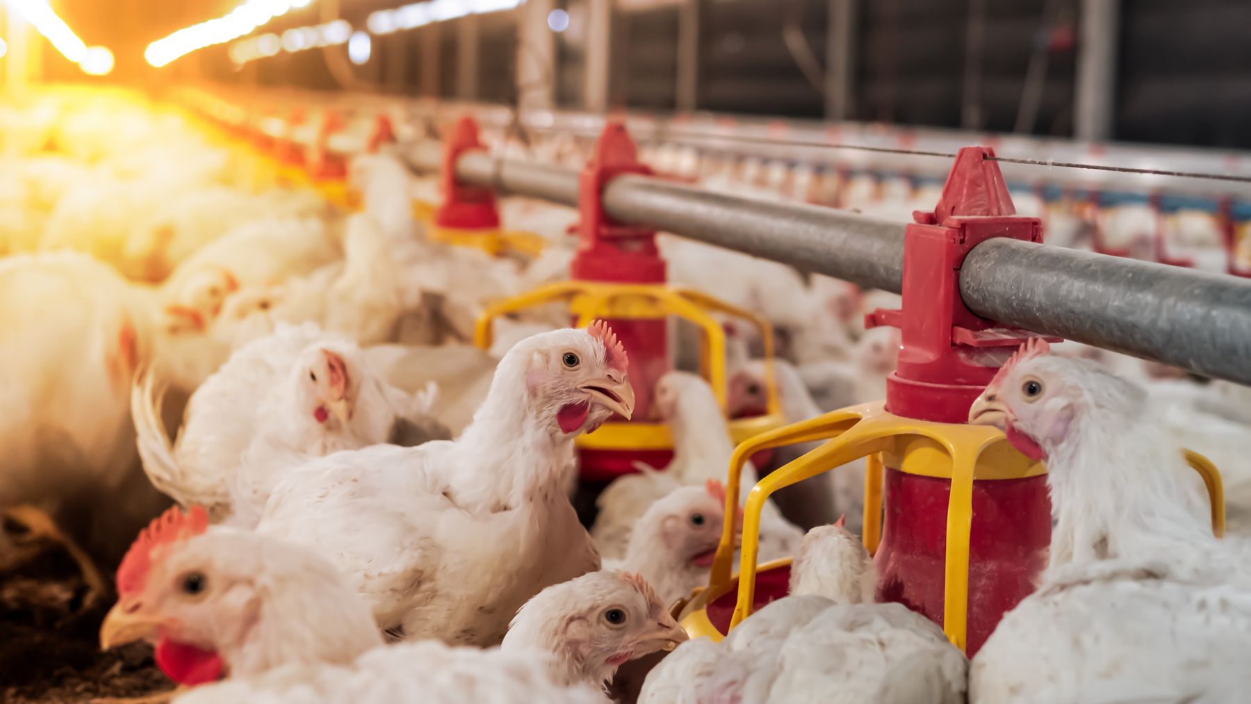 1931343035 White chicken in smart farming business by auto feeding with yellow light background