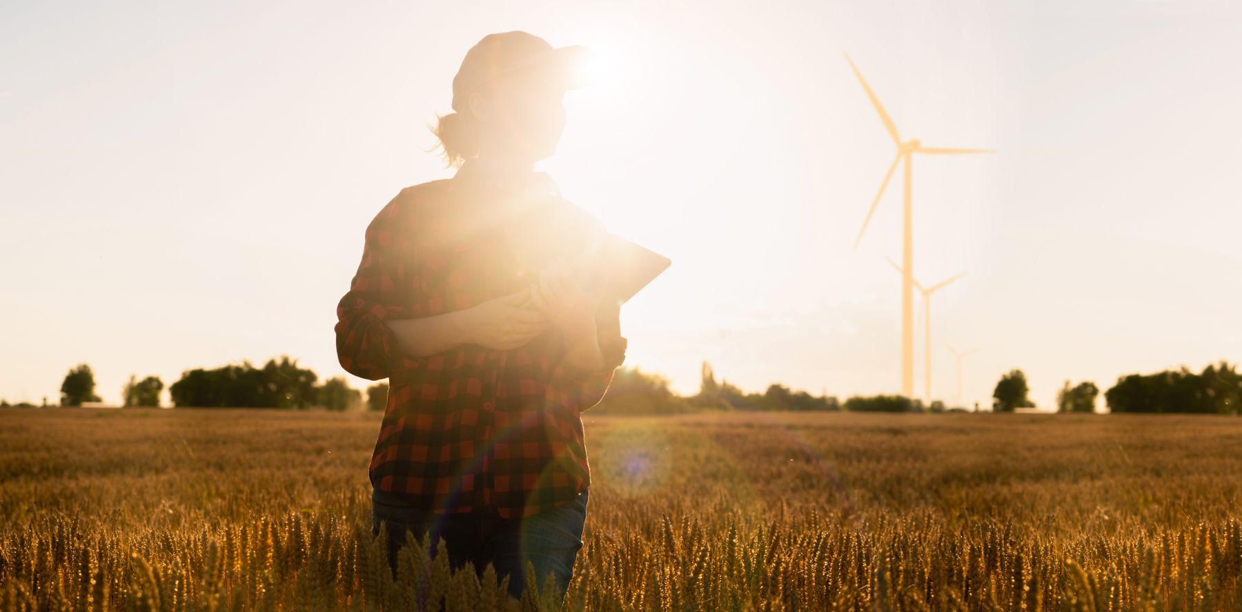 1931649824 Farmer in a wheat field at sunset