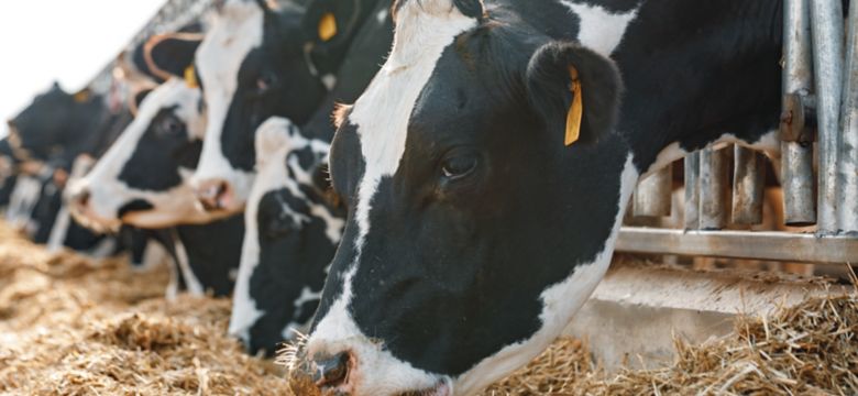 ruminant-banner 2