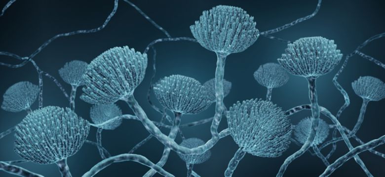 Mold close-up, Microscopic Aspergillus fungi 3d illustration
