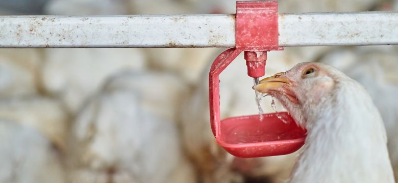 Chicken Taking a Drink