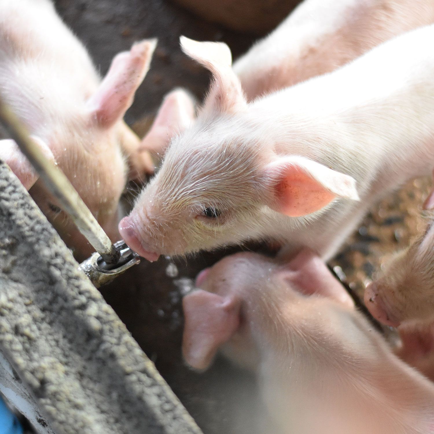 shutterstock_2055966278cropped