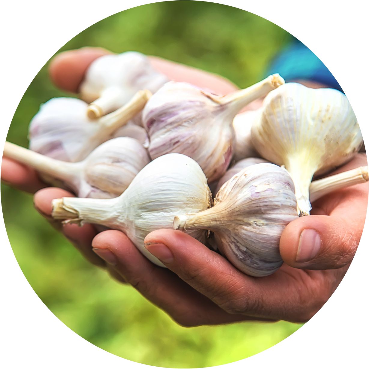 shutterstock_2059663037_garlic_circle.png