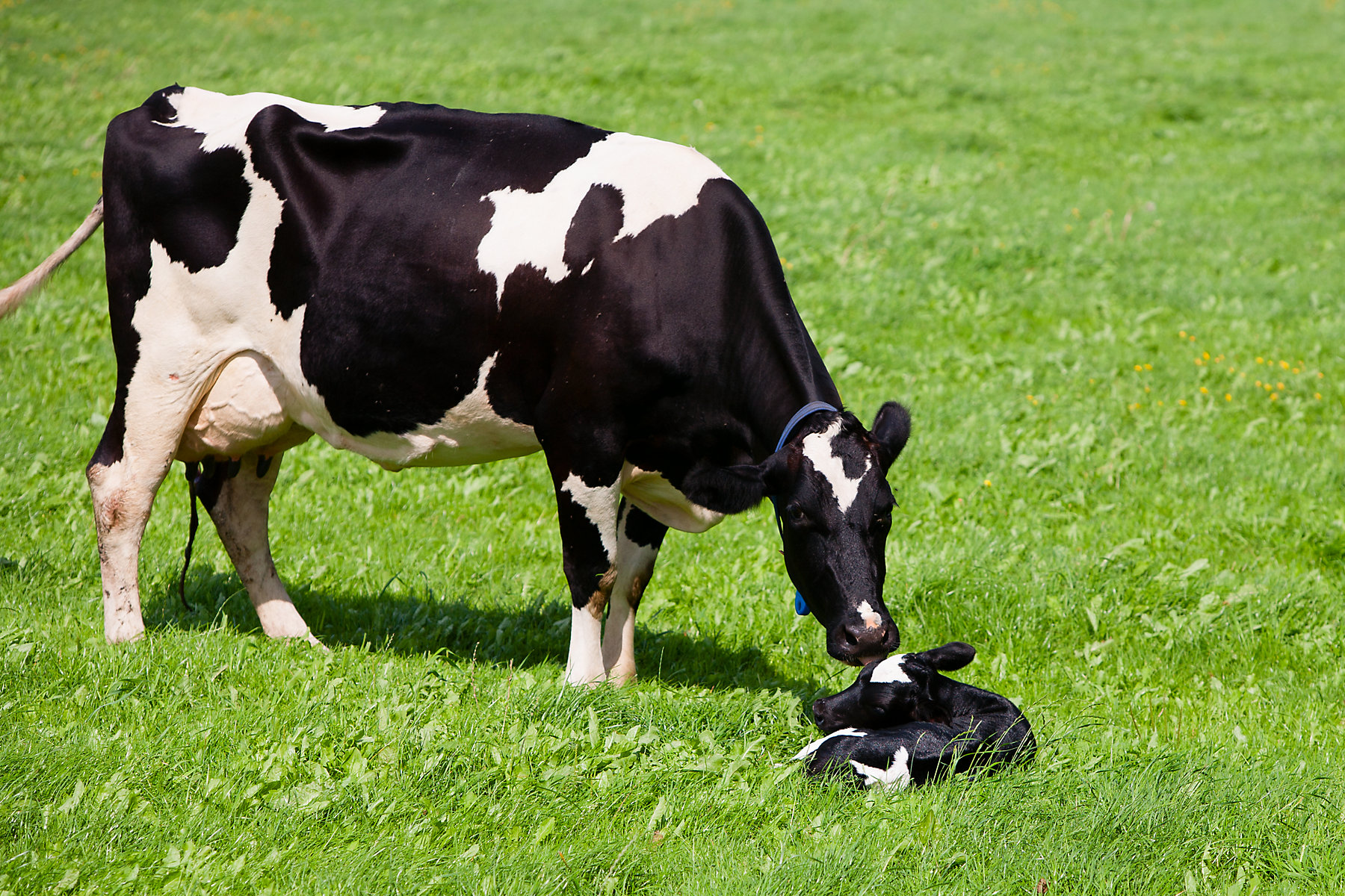 209989354 Cow with newborn calf