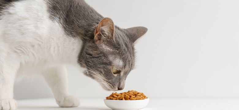 cat sniffing food
