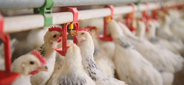 hero-banner-soluções-para-gestão-de-micotoxinas-de-aves