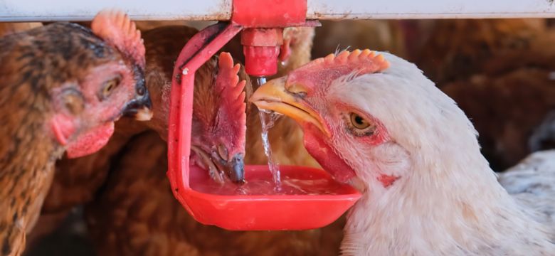 Chickens Drinking Water