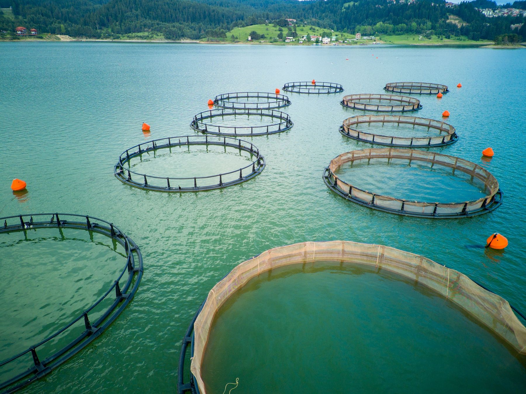 Professional breeding of freshwater fish in intermountain blue lake with round nets. Cloudy weather