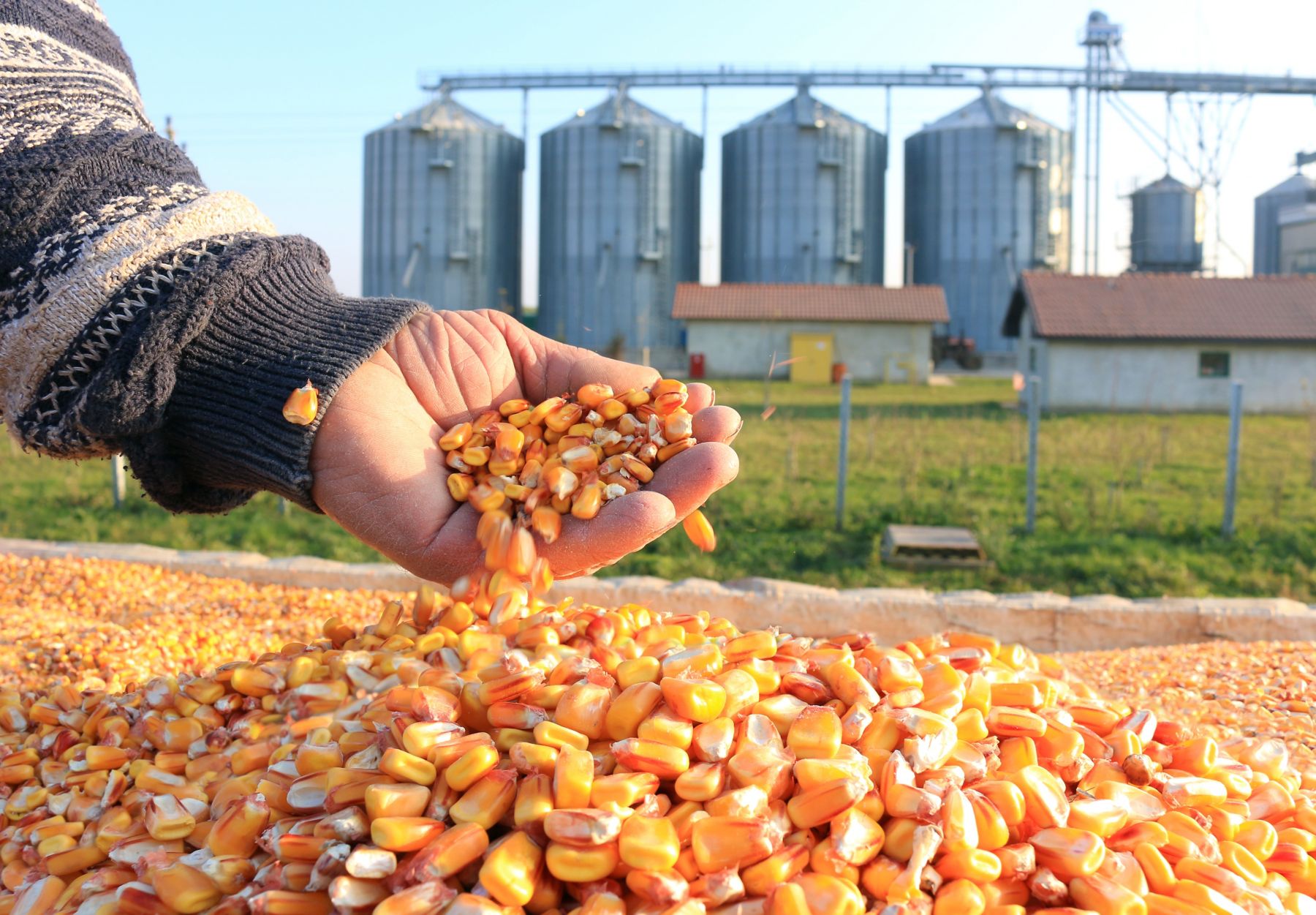 person holding grain in their hand with silos in the background