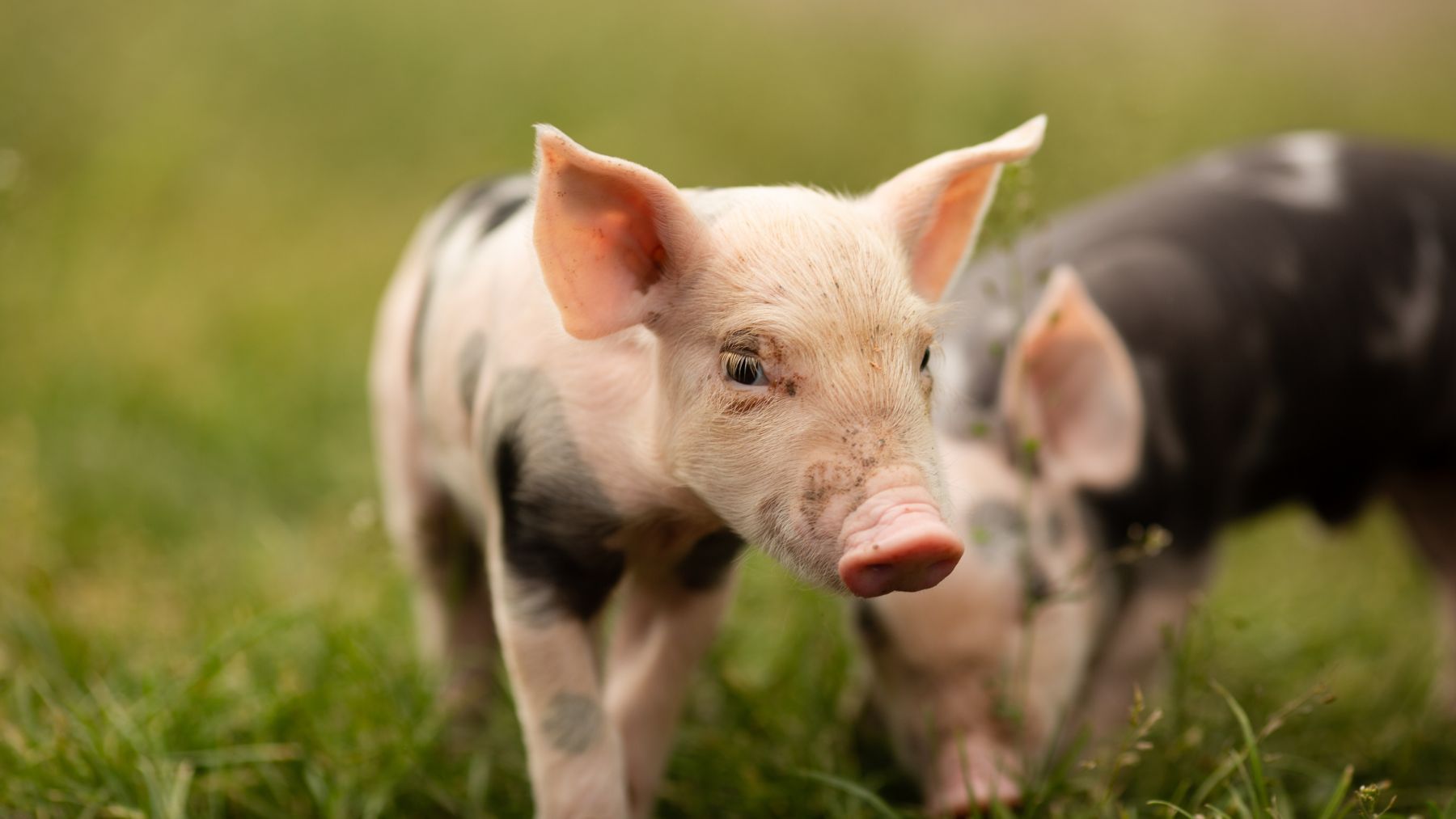 Two cutie and funny young pig is standing on the green grass. Happy piglet on the meadow, small piglet in the farm posing on camera on family farm. Regular day on the farm