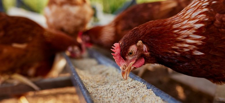 chicken eats feed and grain at eco chicken farm, free range chicken farm