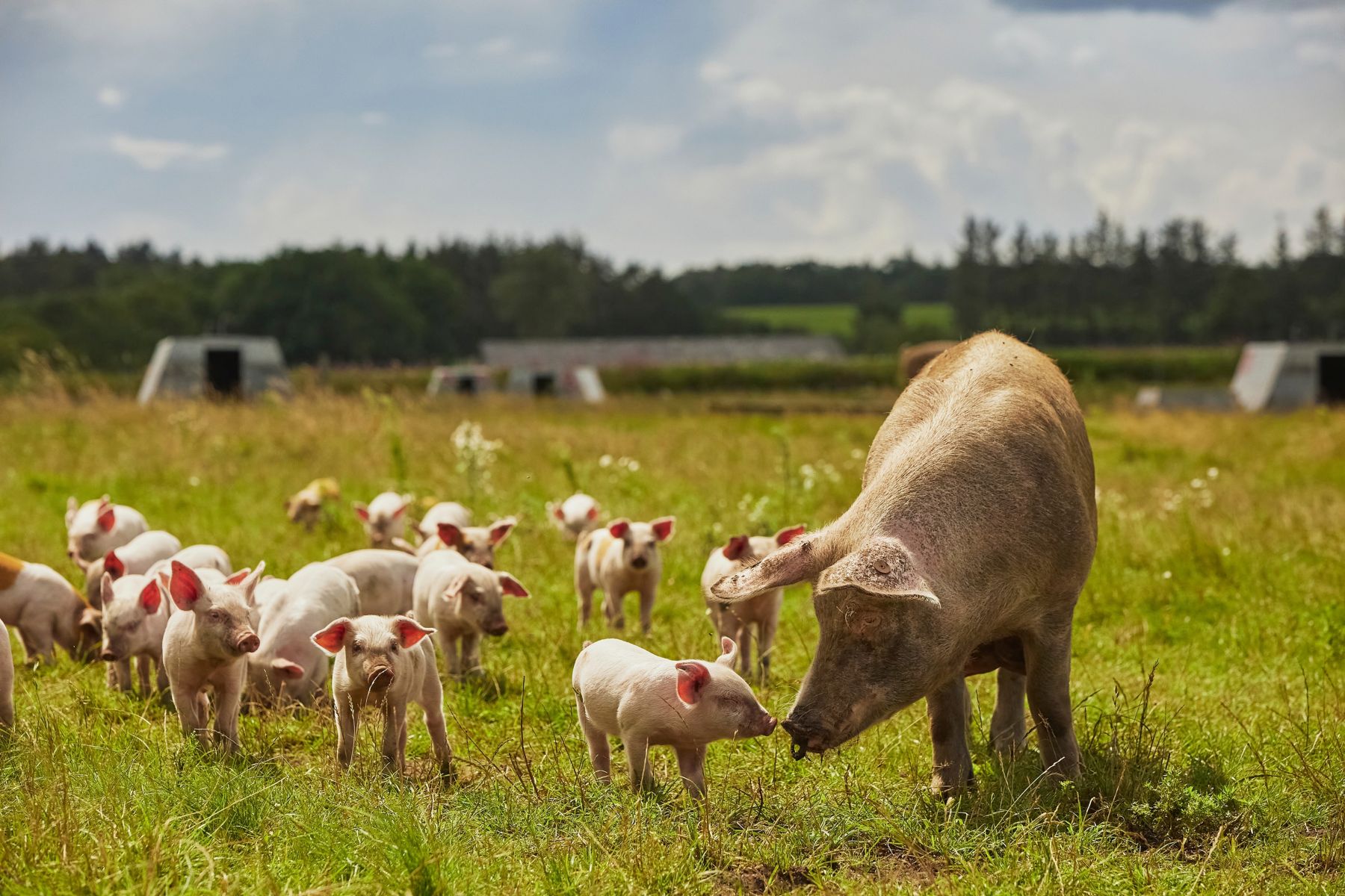 Eco pig farm in the field in Denmark