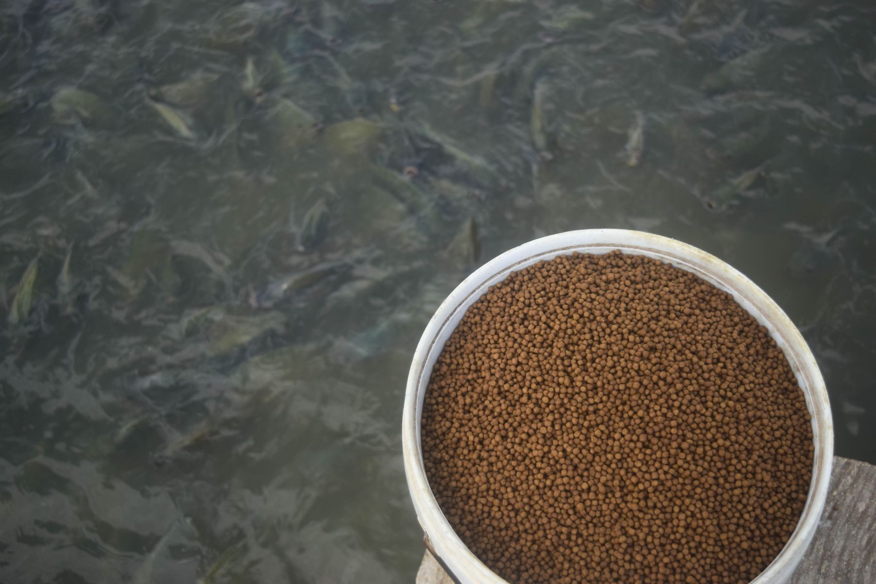 close up floating fish feed pellet in bucket with tilapia fish swiming in pond background on aquaculture farm