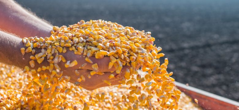 Corn seed in hand of farmer
