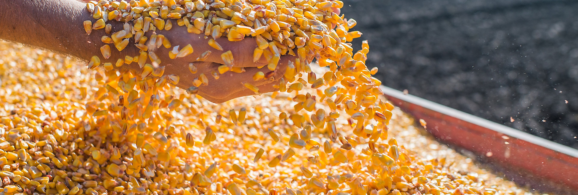 Corn seed in hand of farmer
