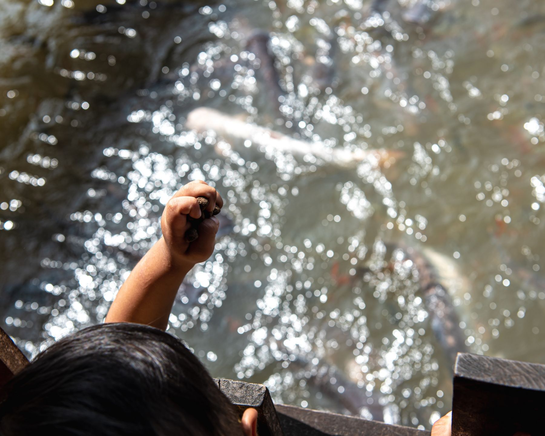 hand throwing feed to fish