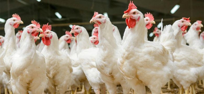 Chickens standing