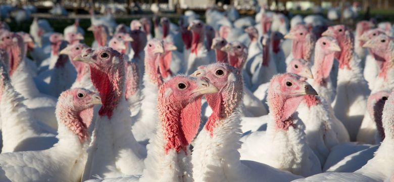 Farm Turkeys