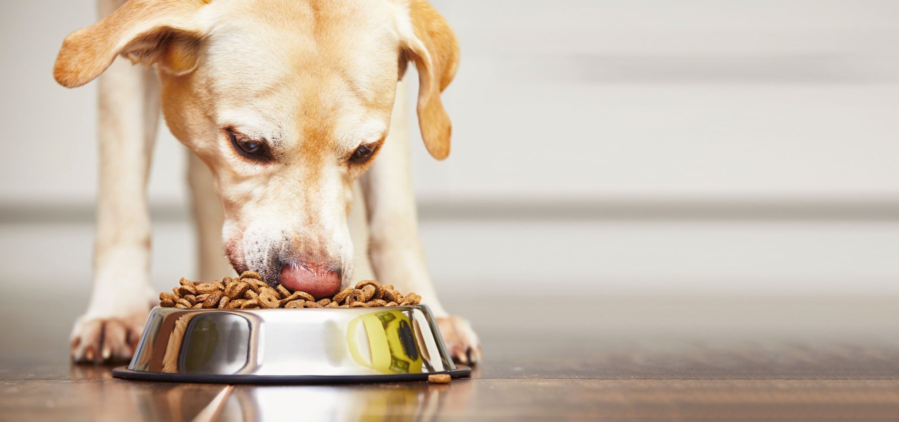 Hungry labrador retriever is feeding at home.