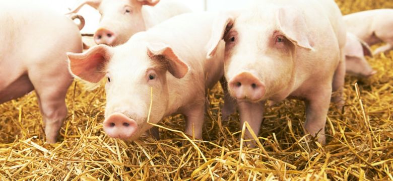 swine banner crop