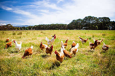 365900297 A flock of chickens roam freely in a lush green paddock