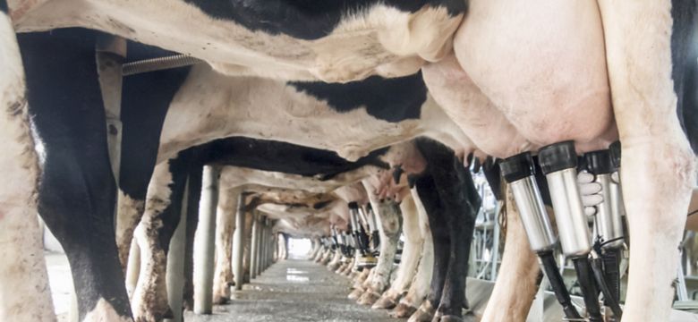 milking cows