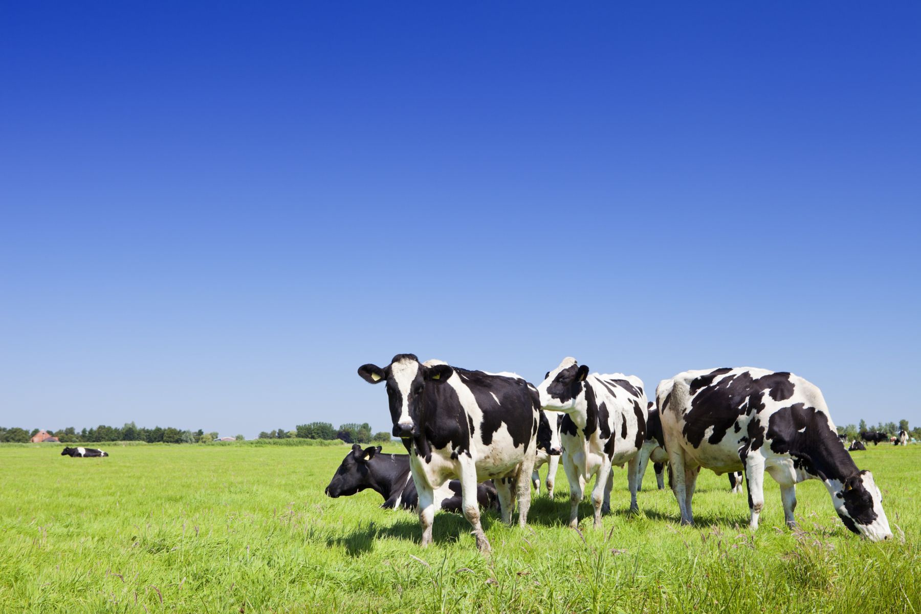 381122020 Black and white cows in a grassy field on a bright and sunny day in The Netherlands