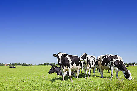 381122020 Black and white cows in a grassy field on a bright and sunny day in The Netherlands
