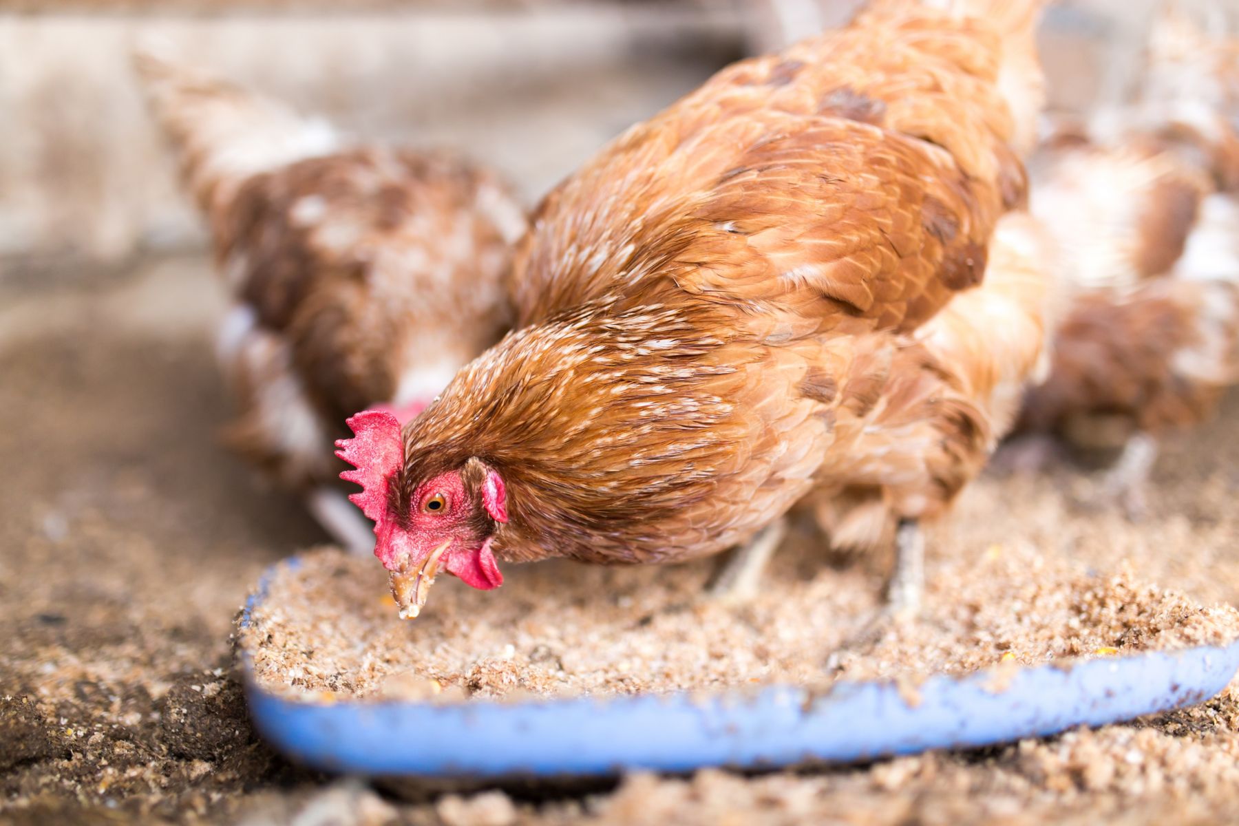 383343835 red chicken on a farm in nature